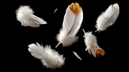 Obraz premium Close up of feathers in the air, with some of them having a golden hue. Concept of freedom and lightness, as the feathers seem to be floating effortlessly through the air