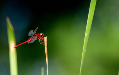 A macro photo of a vibrant red dragonfly on a stem with a green blurred background.