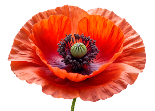Vibrant red poppy flower in full bloom isolated on a transparent background with detailed petals