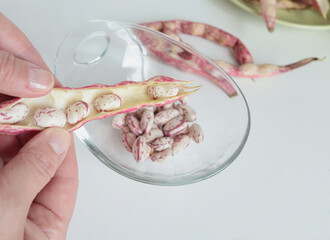 Pink kidney bean pods and beans in glass bowl on kitchen table. Healthy food and vegetables. Organic seasonal farm products.