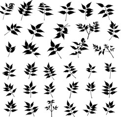 Collection of detailed vector silhouettes of various leaves and small branches, isolated on a white background.