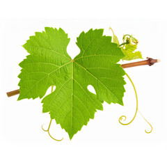  Fresh green grapevine leaf and curly tendril growing, isolated on transparent background, ideal for wine or nature-themed designs 