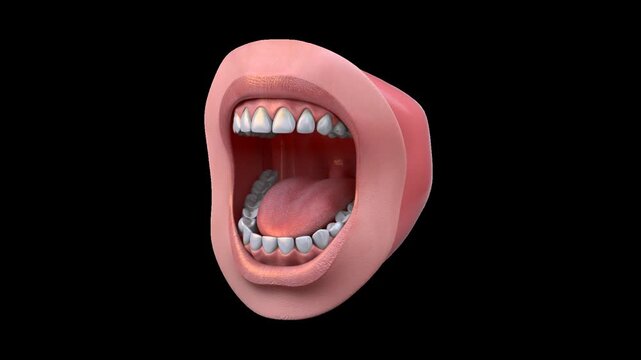 Detailed 3D Animation of Human Mouth Opening and Closing on Transparent Background