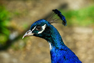 Blue peacock head