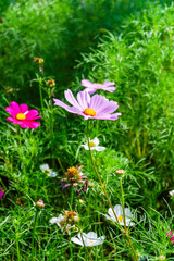 Field of Pink cosmos flowers blooming in garden,wild pink cosmos flowers in spring day,autumn season,view of the various cosmos flowers,Selective focus.