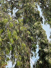 green tree branches in forest, flora and nature