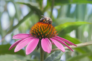 a bee collecting nectar on a pink echinacea in a green nature 