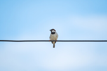 a sparrow birds stay on a electronic wire in blue sky