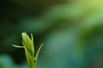 green yound leaf photograph with the green scene background