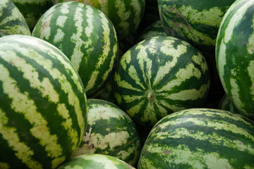 Fresh striped watermelon close-up. Juicy summer fruit with vibrant striped rinds. Perfect for illustrating concepts of summer, healthy eating diet, farm-fresh produce