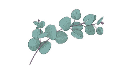 Obraz premium Hand drawn eucalyptus branch on white background