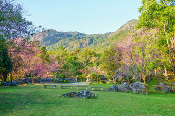 Sakura tree in garden and sky,mountain landscape,Cherry Blossoms,sakura japan tree,morning light in...