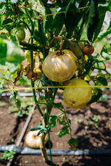 Green tomato bush in the garden. Unripe fruits rot and darken from phytophthora. Plant care.