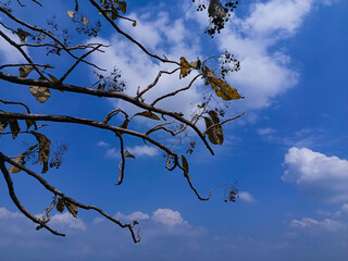 tree branches against blue sky