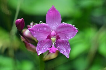 close up of a pink orchid