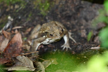 Naklejka premium ヒキガエル