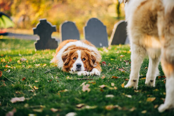 Saint Bernard dog lying on grass with Halloween tombstones