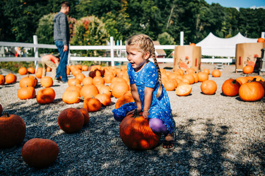 Little girl trying to lift a pumpkin at a pumpkin patch