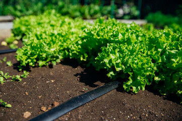 Green lettuce leaves in the garden. Natural background and texture. Organic farm. Healthy eating. Foods rich in vitamins. Agricultural industry.