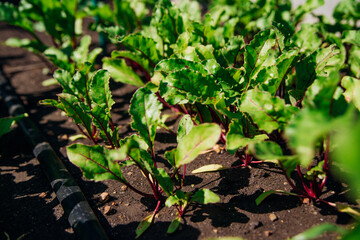 Green beet leaves with red stems. Beets in the garden. Young beets in the spring.