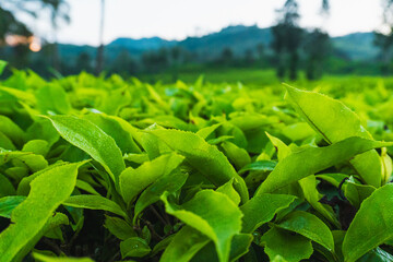 Close-up of tea leaves in Ciwidey, West Java.