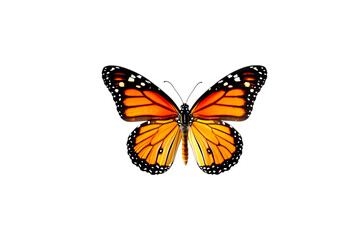 A monarch butterfly with orange and black wings on a transparent background