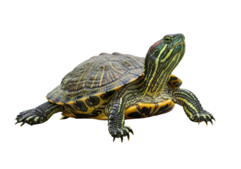 Isolated Red-Eared Slider Turtle with Detailed Shell Pattern