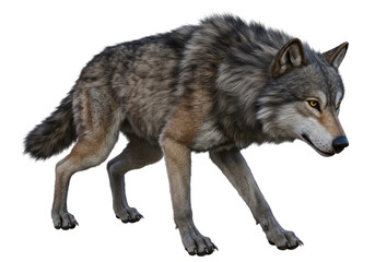Isolated Gray Wolf Stalking in the Wild