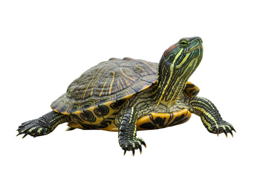 Isolated Red-Eared Slider Turtle with Detailed Shell Pattern