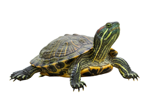 Isolated Red-Eared Slider Turtle with Detailed Shell Pattern