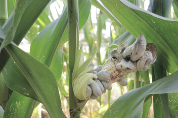 White corn cobs contaminated by Huitlacoche mushroom