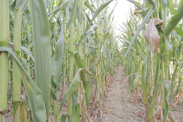 White corn cobs field before harvesting