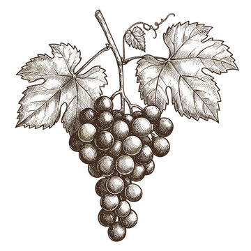 Gravure r&eacute;tro grappe de raisin avec feuilles, illustration noire et blanche &agrave; l&rsquo;encre, dessin&eacute;e &agrave; la main pour &eacute;tiquette de vin et design