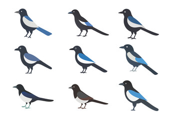 Magpie bird vector illustration Set
