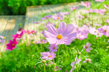 Field of Pink cosmos flowers blooming in garden,wild pink cosmos flowers in spring day,autumn season.