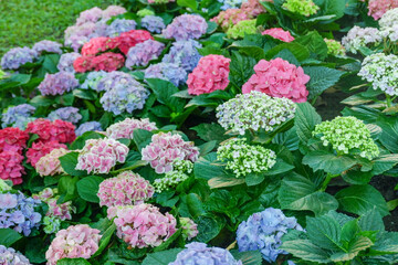 Colorful hydrangea bushes with pink, purple, and blue blooms, surrounded by lush green leaves,Hydrangea macrophylla, Multicolored hydrangea in peak bloom in a garden.