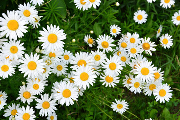 Field of White Daisies in Sunlight top view
