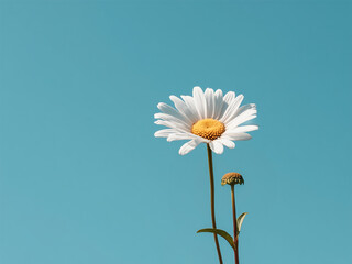 Daisy against a blue sky. 