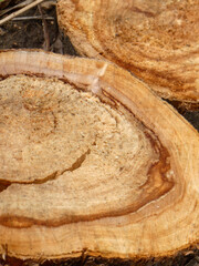 Detailed view of freshly cut tree stump showing annual rings
