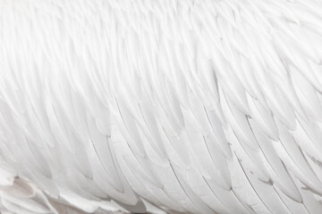 Obraz premium A close up of a bird's feathers
