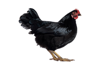 Black chicken isolated on a transparent or white background.
