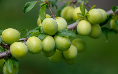 A bunch of green plums hanging from a tree