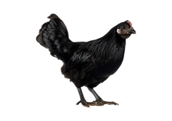 Black chicken isolated on a transparent or white background.