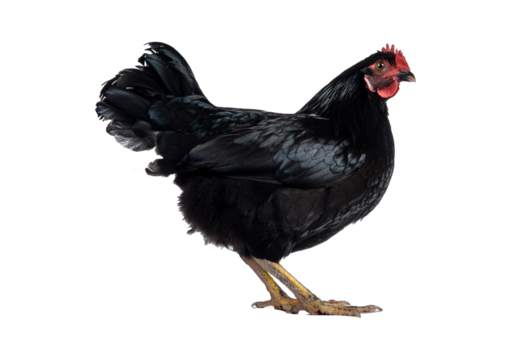 Black chicken isolated on a transparent or white background.