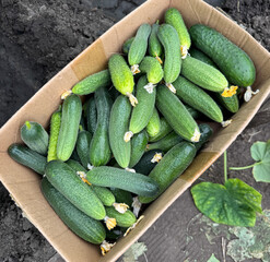 A box full of cucumbers