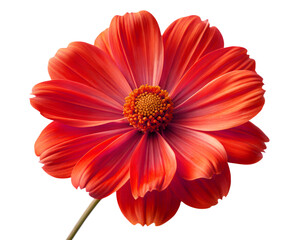 Bright red daisylike flower with layered petals studio shot on white isolated on transparent background