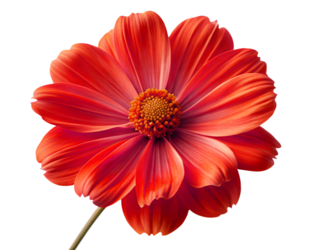 Bright red daisylike flower with layered petals studio shot on white isolated on transparent background