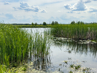 Obraz premium A lake with tall grass and a cloudy sky in the background