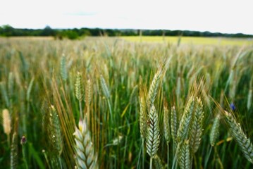 green wheat field