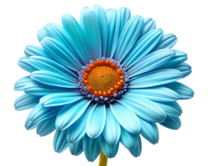 A vibrant blue gerbera daisy with an orange center captured in macro detail on white isolated on transparent background